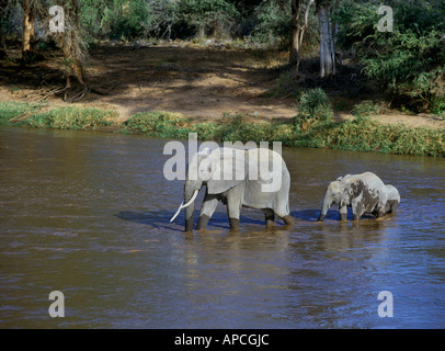 L'éléphant africain (Loxodonta africana) Traversée Uaso Nyiro, Samburu, Kenya Banque D'Images