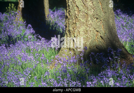 Jacinthes et troncs d'arbres, Westonbirt Arboretum, près de Tetbury, les Cotswolds, Gloucestershire, England, UK Banque D'Images