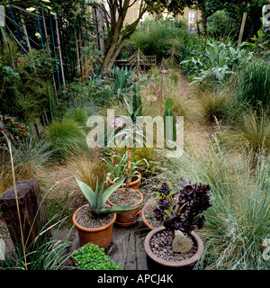 Assortiment de plus en plus faible de la Nouvelle-Zélande d'herbes et de yuccas à Londres Jardin Banque D'Images