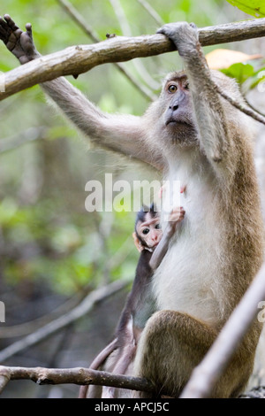 Macaque à longue queue mère et bébé un (Krabi, Thaïlande 2005) Banque D'Images