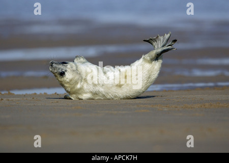 Phoque gris (Halichoerus grypus) pup sur la plage Donna Nook Seal Sanctuary Banque D'Images