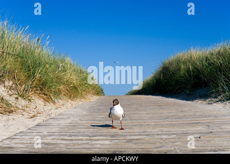 L'île de Langeoog, Seagull, îles de Frise orientale, Allemagne Banque D'Images