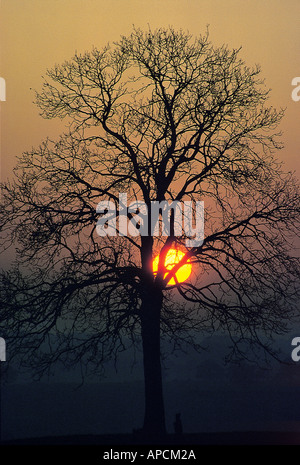 Coucher de soleil. Silhouette d'un arbre. Une scène d'hiver avec un soleil couchant. Banque D'Images