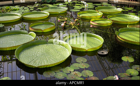 Grandes feuilles de nénuphars dans les jardins botaniques royaux de Kew, Londres, Angleterre Banque D'Images