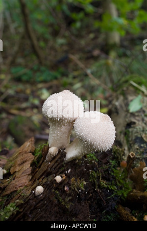 Vesse-de-commune Lycoperdon perlatum champignon poussant sur une souche d'arbre en décomposition Wales UK Banque D'Images
