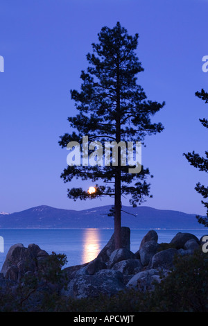 La pleine lune et un arbre à feuilles persistantes par Lake Tahoe en Californie Banque D'Images
