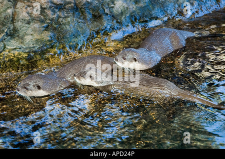 Courte asiatique otter Amblonyx Cinereus griffus Banque D'Images