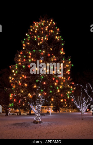 Les lumières de Noël ornent les arbres à Wheeler Park dans le centre-ville de Flagstaff, Arizona Banque D'Images