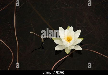 White Water Lily dans un étang sombre Banque D'Images