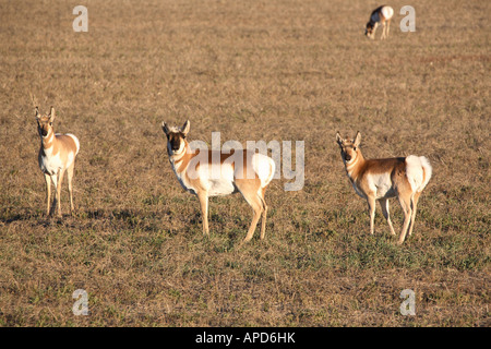 Petit troupeau de l'antilope dans les Prairies Banque D'Images