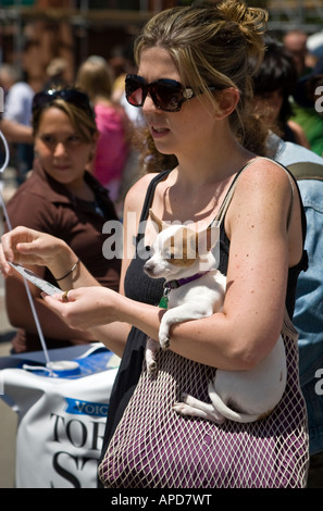 Femme portant un petit chien chihuahua blanc sous le bras Banque D'Images