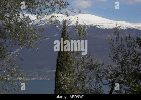 Donnant sur oliviers vers Monte Baldo couvertes de neige sur le lac de Garde Italie Banque D'Images