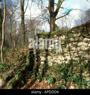 Moss sur mur de pierres sèches ventilées, Cotswolds, Gloucestershire, Angleterre, Royaume-Uni, Europe Banque D'Images