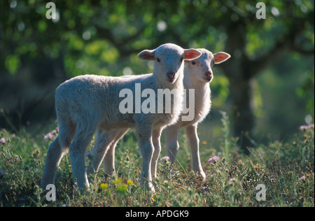 Agneaux dans un pré au soleil, Majorque, Espagne, Europe Banque D'Images