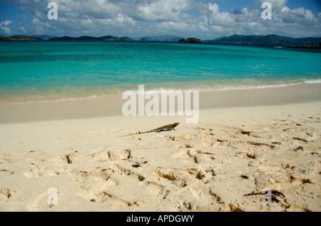 Caraïbes, îles Vierges américaines, Saint Thomas, Saint John Bay, Sapphire Beach. Vue de Saint Jean dans la distance. Iguana sur plage. Banque D'Images