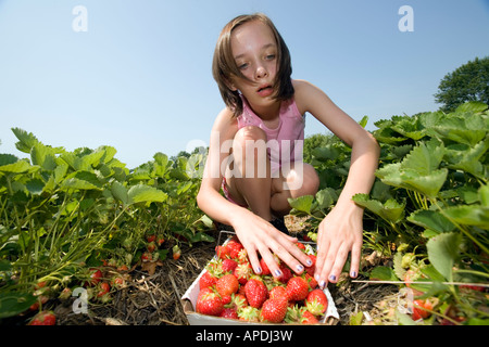 Teenage girl picks fraises sur une ferme de fraises Banque D'Images