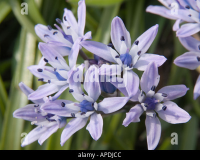 SPRING SQUILL Scilla verna de fleurs sauvages indigènes fleurs violettes en close-up de plus en saison de printemps. Ile d'Anglesey, dans le Nord du Pays de Galles, Royaume-Uni, Angleterre Banque D'Images