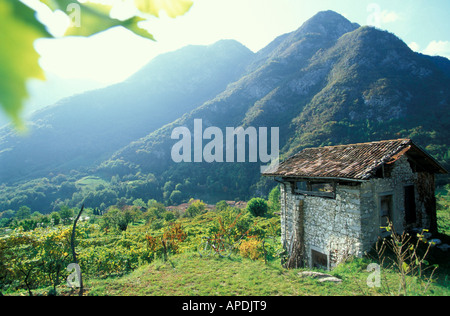 Paysage de montagne avec ses vignobles, Trentin, Italie Banque D'Images