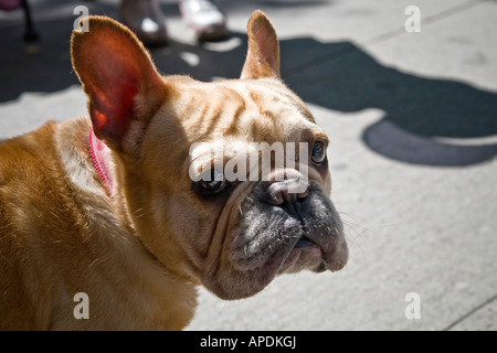 Bouledogue français Frenchie Frogdog Banque D'Images