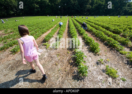 Teenage girl picks fraises sur une ferme de fraises Banque D'Images