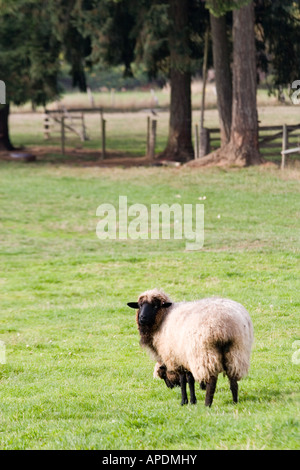 Un mouton se trouve dans un champ à la ferme. Banque D'Images