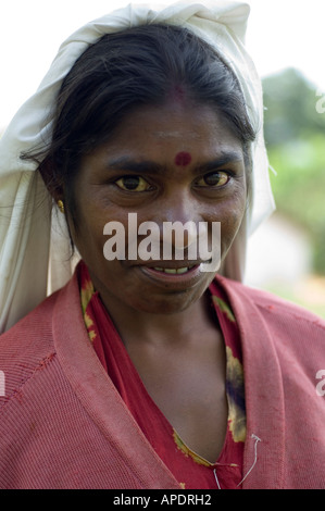 Femme plateau picker, près de Central Highlands, Haputale, Sri Lanka ©Mark Shenley 2006 Banque D'Images