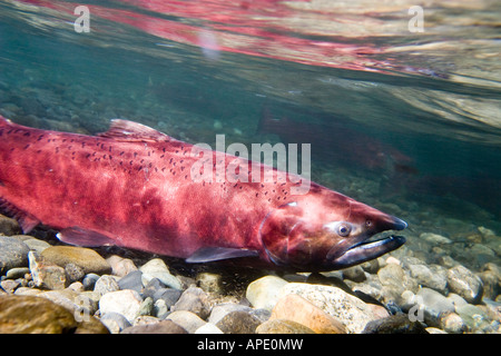 Alaska king campbell creek montagnes chugach Oncorhynchus tshawytscha Banque D'Images