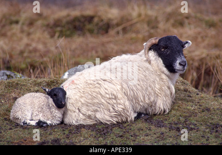 Black Sheep brebis et agneau face à l'abri d'un MGM 1064 Banque D'Images