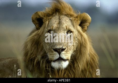 Portrait de lion mâle alerte assis sur termitière Banque D'Images