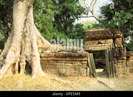 Arbre géant à côté de Porte Ta Prohm Banque D'Images