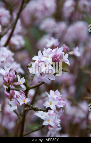 Doux parfum de floraison des arbustes de jardin au milieu de l'hiver Banque D'Images