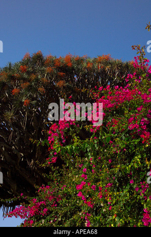 Espagne Iles Canaries Ténérife Icod de los Vinos Parque del Drago l'arbre Dragon Banque D'Images