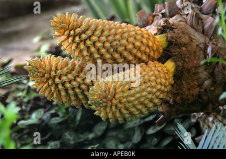 L'Encephalartos altensteinii géant, cycadales, Zamiaceae. Une plante Primitive rares en provenance d'Afrique du Sud Banque D'Images