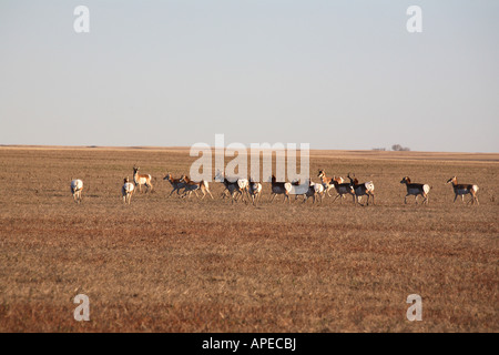 Petit troupeau de l'antilope dans les Prairies Banque D'Images