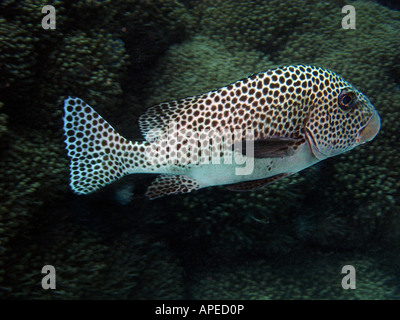 De nombreux Spotted Sweetlips Plectorhinchus chaetodonoides Agincourt Reef Grande Barrière de corail du nord du Queensland en Australie Banque D'Images