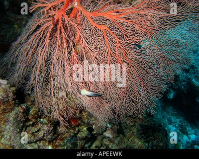 Agincourt reef coral ventilateur grande barrière de corail du nord du Queensland en Australie Banque D'Images