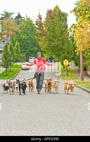 Homme marchant plusieurs chiens Banque D'Images