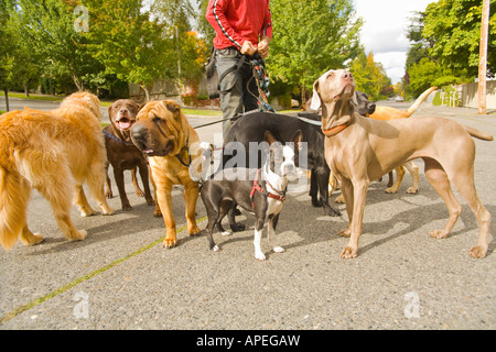 Homme marchant plusieurs chiens Banque D'Images