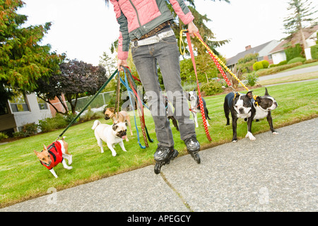 Femme Asiatique sur rollers walking dogs Banque D'Images