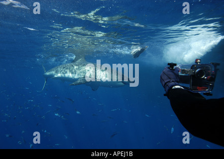 Ikelite caisson pour caméra sous-marine Grand Requin Blanc Charcaradon carcarias île Guadalupe Baja California au Mexique de l'Océan Pacifique Banque D'Images