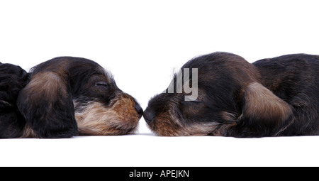 Teckel chien saucisse chien domestique Canis lupus familiaris f dormir deux chiots vis avis nez à nez Banque D'Images