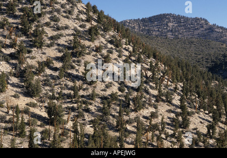 Un vieux de deux mille ans, le cône de soie de pins (Pinus longaeva) croissant dans les montagnes blanches de Californie Banque D'Images