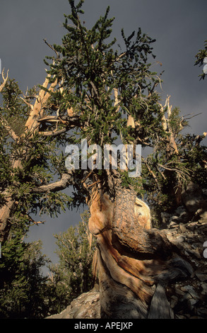 Un vieux de deux mille ans, le cône de soie de pin (Pinus longaeva) croissant dans les montagnes blanches de Californie Banque D'Images