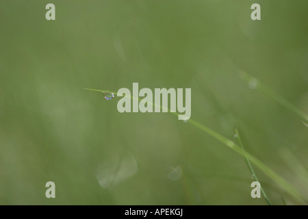 Une goutte de rosée se balance à partir de la fin d'un brin d'herbe le matin. Banque D'Images