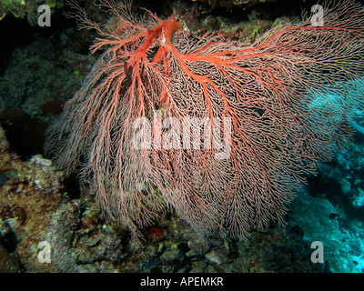 Agincourt reef coral ventilateur grande barrière de corail du nord du Queensland en Australie Banque D'Images