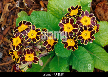 Primula Green Lace