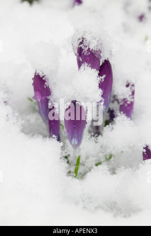 Les Crocus dans la neige Banque D'Images