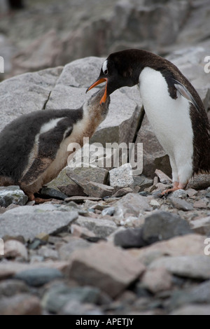 Des profils Gentoo pingouin allaitement jeune poussin, Cuverville Island, Antarctica Banque D'Images