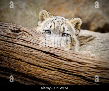 Snow Leopard,jeunes, Close up, peeking out au spectateur de derrière le tronc d'arbre tombé, seulement les yeux et oreilles montrant. Banque D'Images