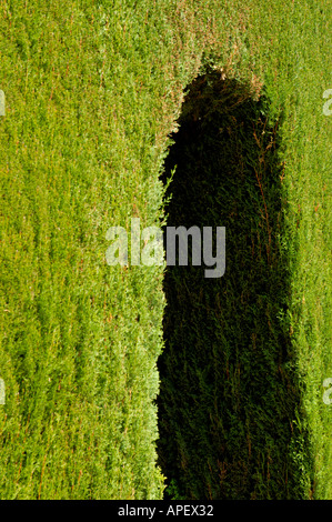 Espagne Andalousie l'Alhambra de Grenade les jardins du Generalife, allée de cyprès, arbres Banque D'Images